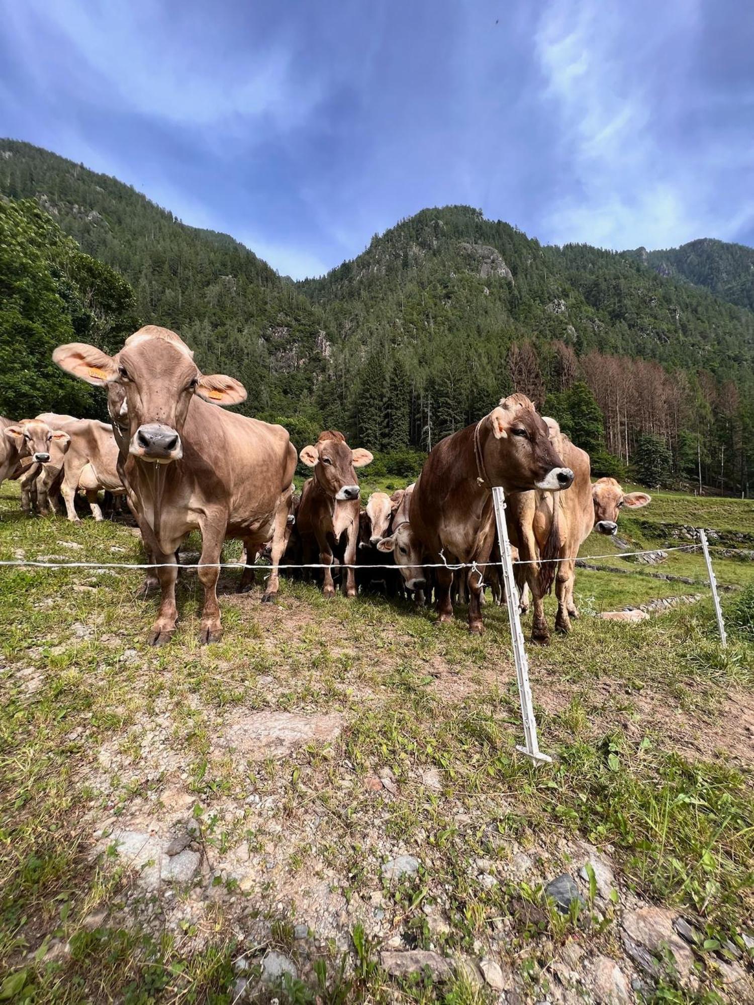 Botep Ai Tigli Bed & Breakfast San Pellegrino Terme Exterior foto